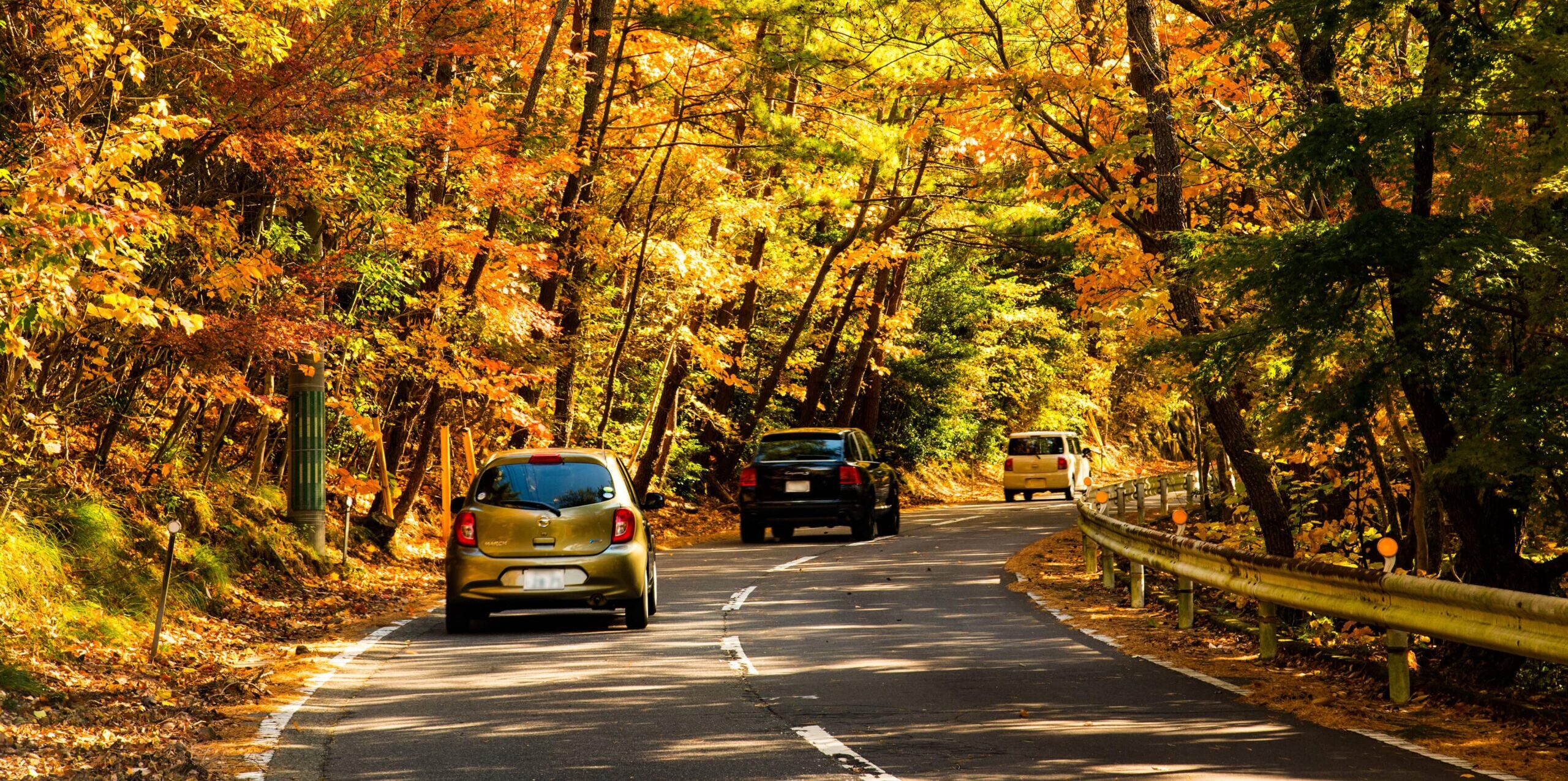 紅葉した並木道と車